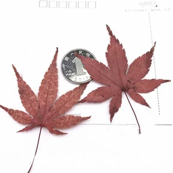 Maple Leaf Amostra DIY Materiais de Artesanato Secas Flores Reais lote 1/100pcs frete Grátis