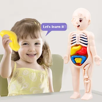 Montessori Miúdo Quebra-cabeça 3D do Corpo Humano Anatomia Modelo de ensino Aprendizagem Órgão Montado Brinquedo Órgão do Corpo, Ferramenta de Ensino Para Crianças